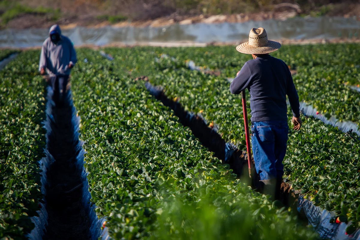 Australia’s new agriculture visa is a risky move Grattan Institute